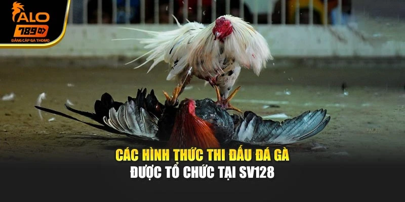 Các hình thức thi đấu đá gà được tổ chức tại SV128