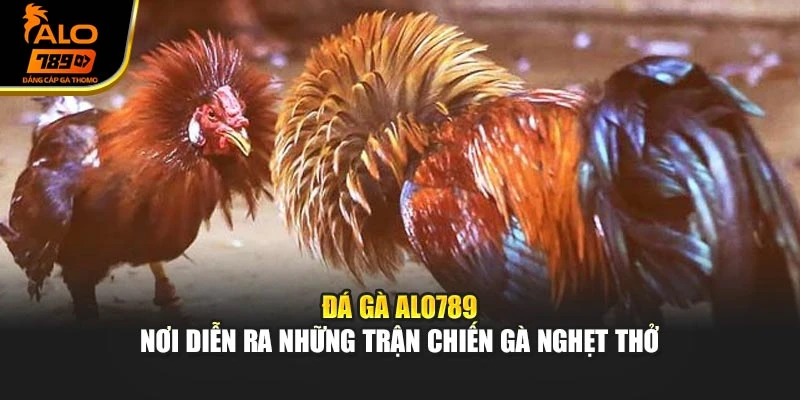 Đá gà Alo789 – Nơi diễn ra những trận chiến gà nghẹt thở