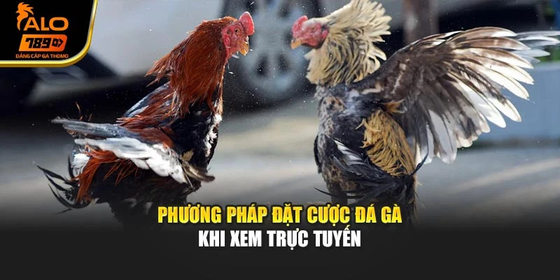 Phương pháp đặt cược đá gà khi xem trực tuyến