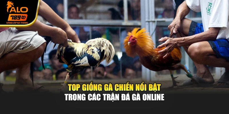 Top giống gà chiến nổi bật trong các trận đá gà online