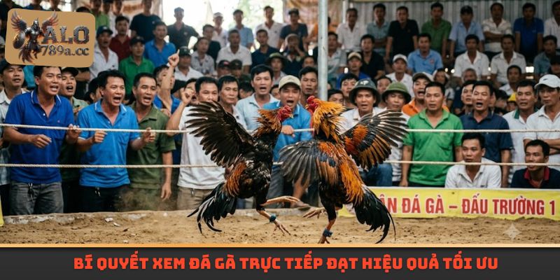 Bí quyết xem đá gà trực tiếp đạt hiệu quả tối ưu