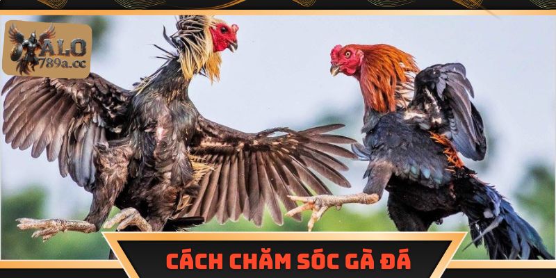 Cách chăm sóc gà đá