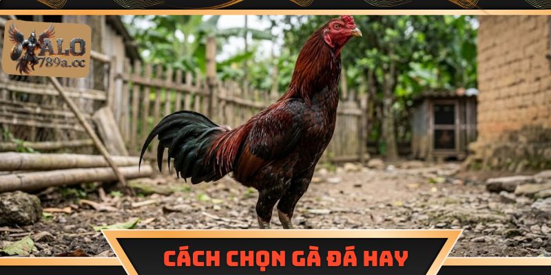 Cách chọn gà đá hay