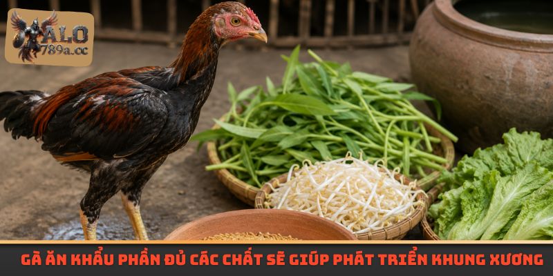 Gà ăn khẩu phần đủ các chất sẽ giúp phát triển khung xương