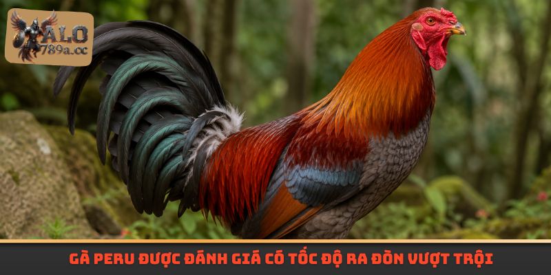 Gà Peru được đánh giá có tốc độ ra đòn vượt trội