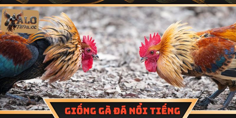 Giống gà đá nổi tiếng