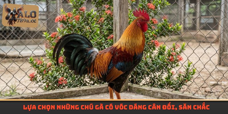 Lựa chọn những chú gà có vóc dáng cân đối, săn chắc
