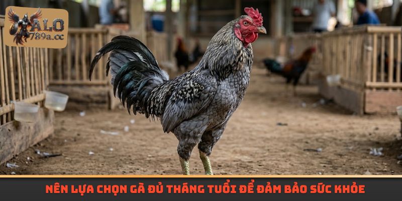 Nên lựa chọn gà đủ tháng tuổi để đảm bảo sức khỏe